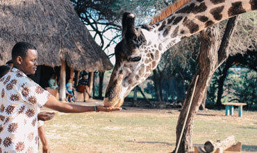 africa 02 free img
