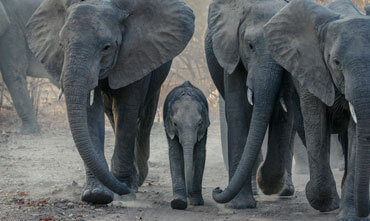 africa 03 free img