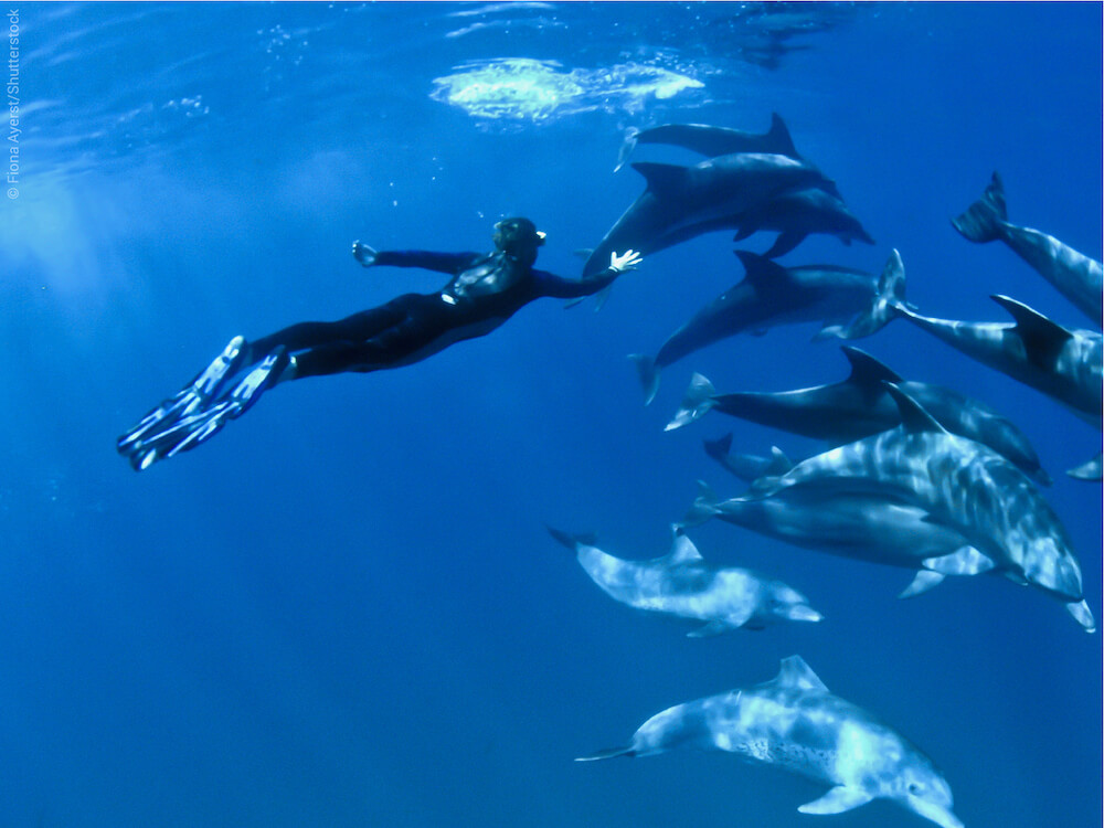 nage avec dauphins