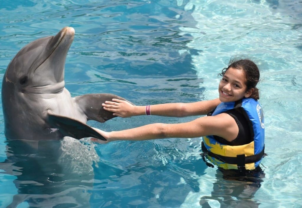 Nager avec des dauphins : le guide complet pour vivre ce rêve sans le gâcher nager avec dauphin