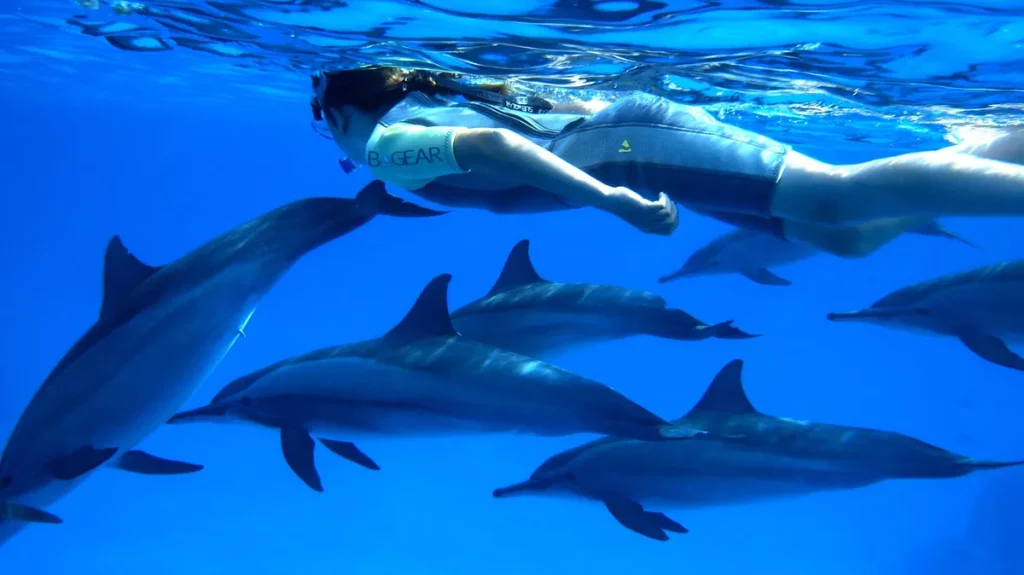 Nager avec des dauphins : le guide complet pour vivre ce rêve sans le gâcher nager avec dauphins