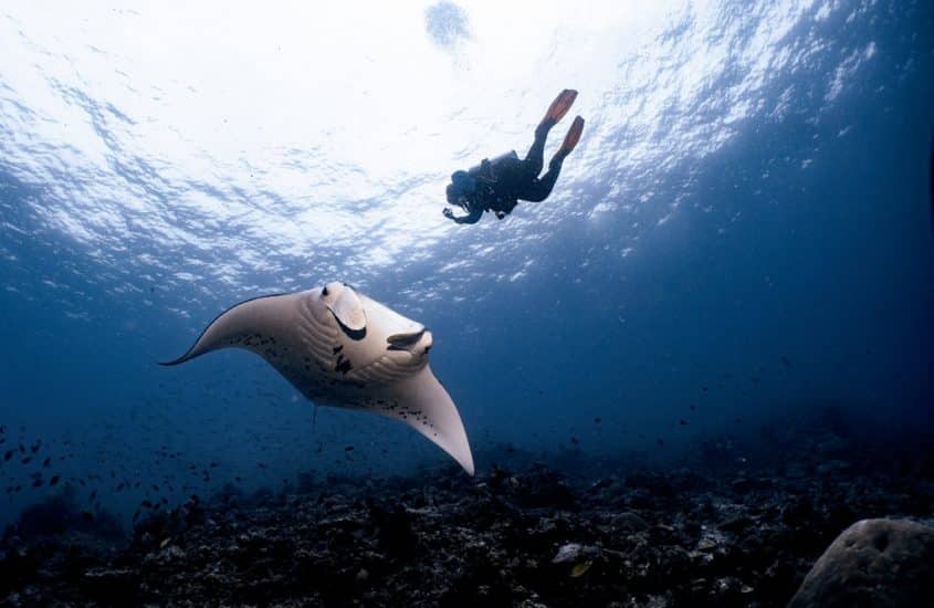 raie manta