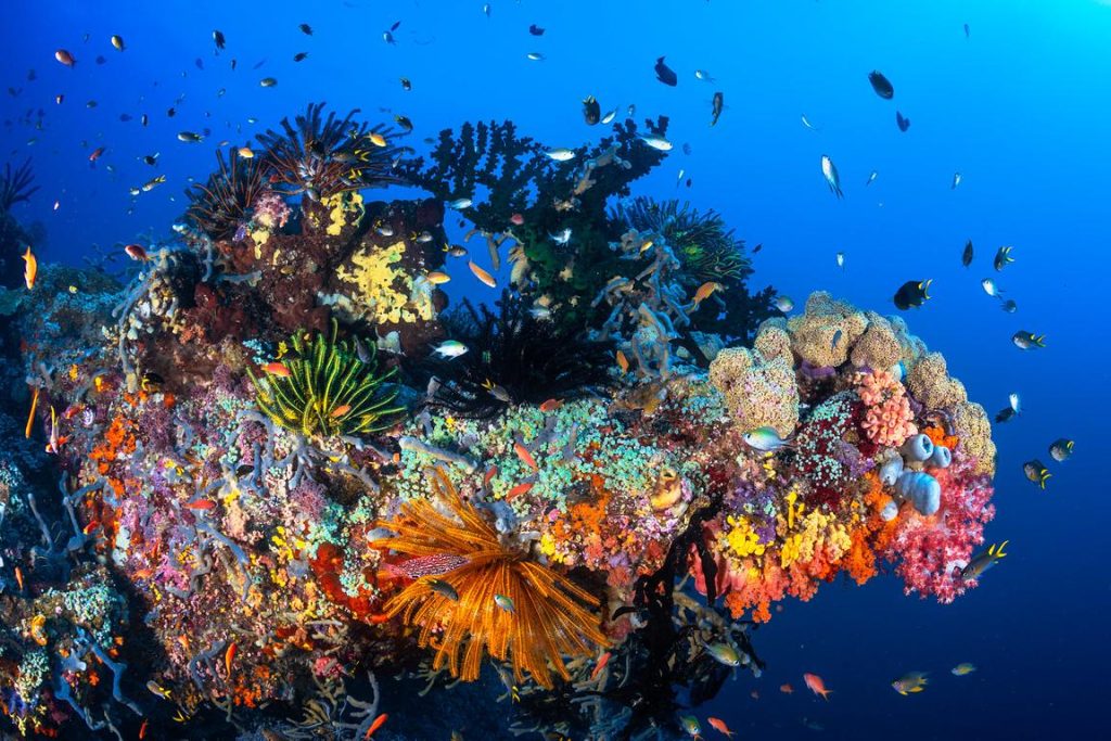raja ampat biodiversité