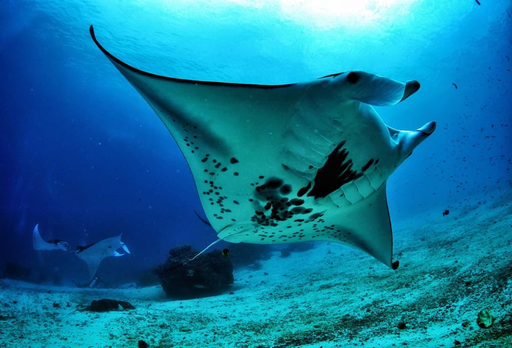 sejour plongee waigeo selatan raja ampat waiwo dive resort